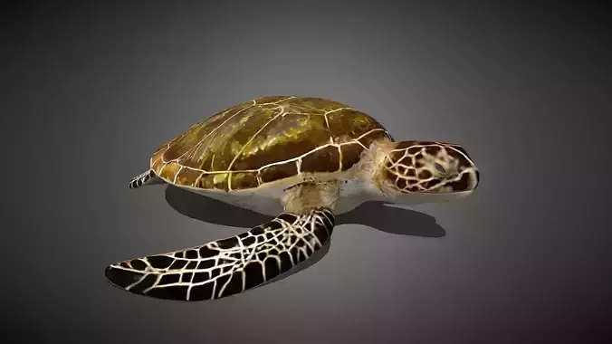Realistic Sea Turtle 3D Model