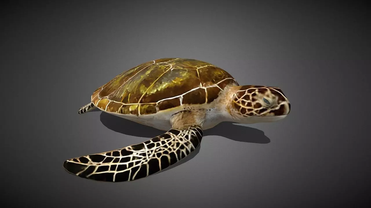 Realistic Sea Turtle 3D Model Low-poly 3D model_0