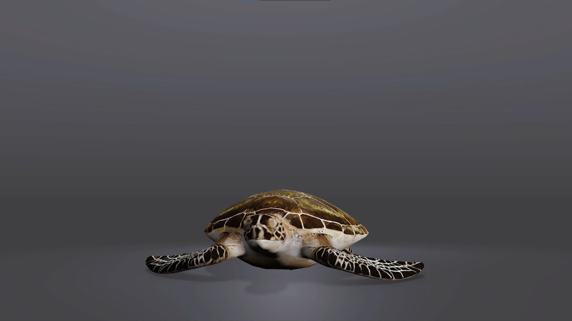 Realistic Sea Turtle 3D Model Low-poly 3D model_2
