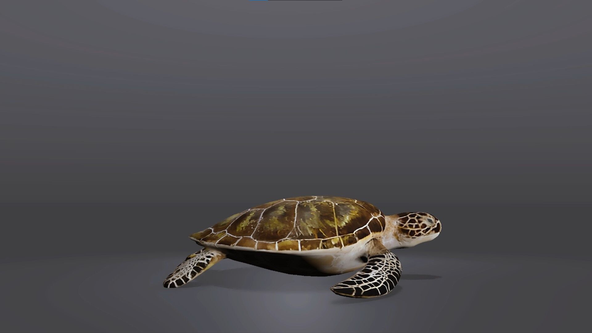 Realistic Sea Turtle 3D Model Low-poly 3D model_5