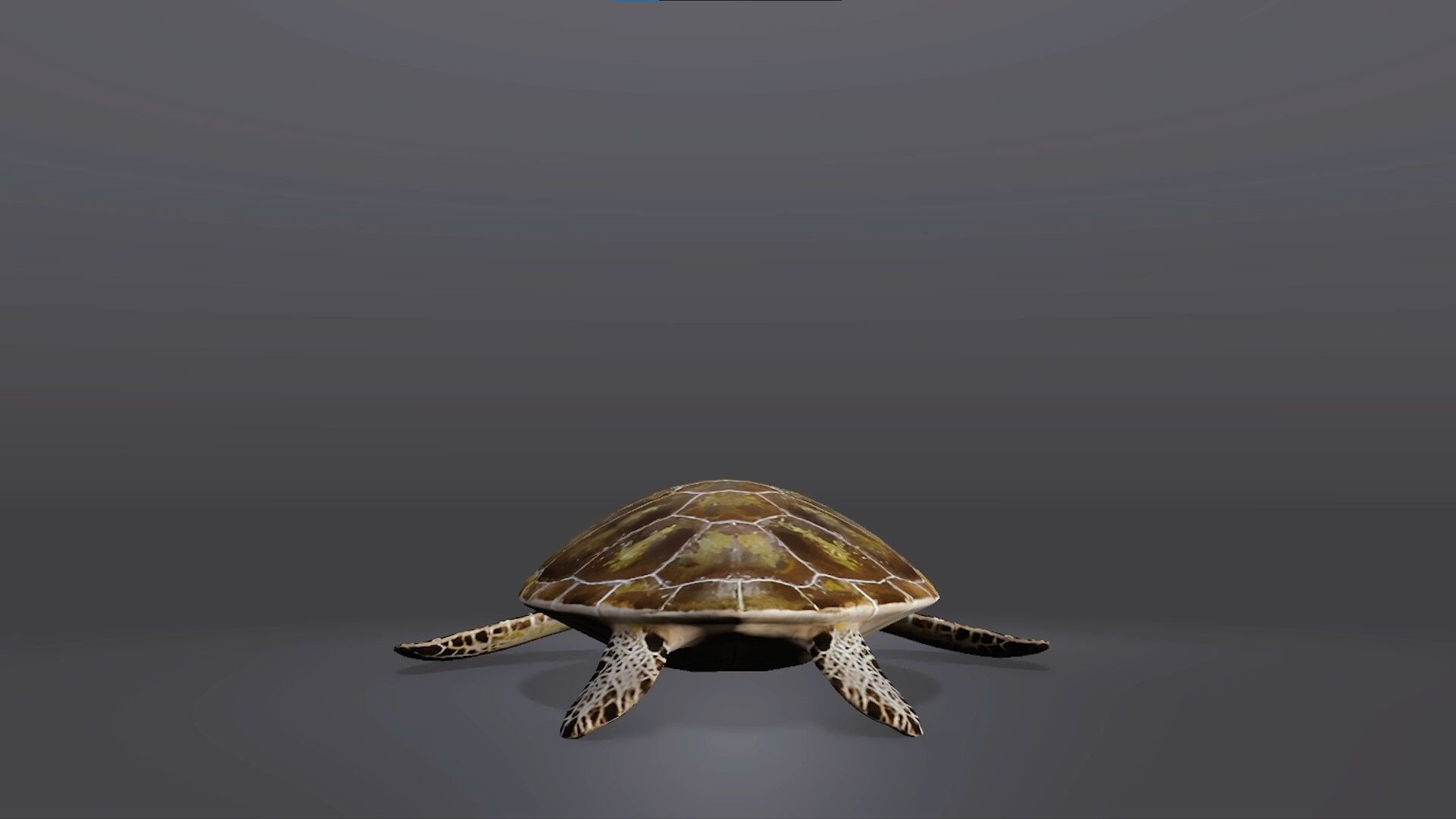 Realistic Sea Turtle 3D Model Low-poly 3D model_4