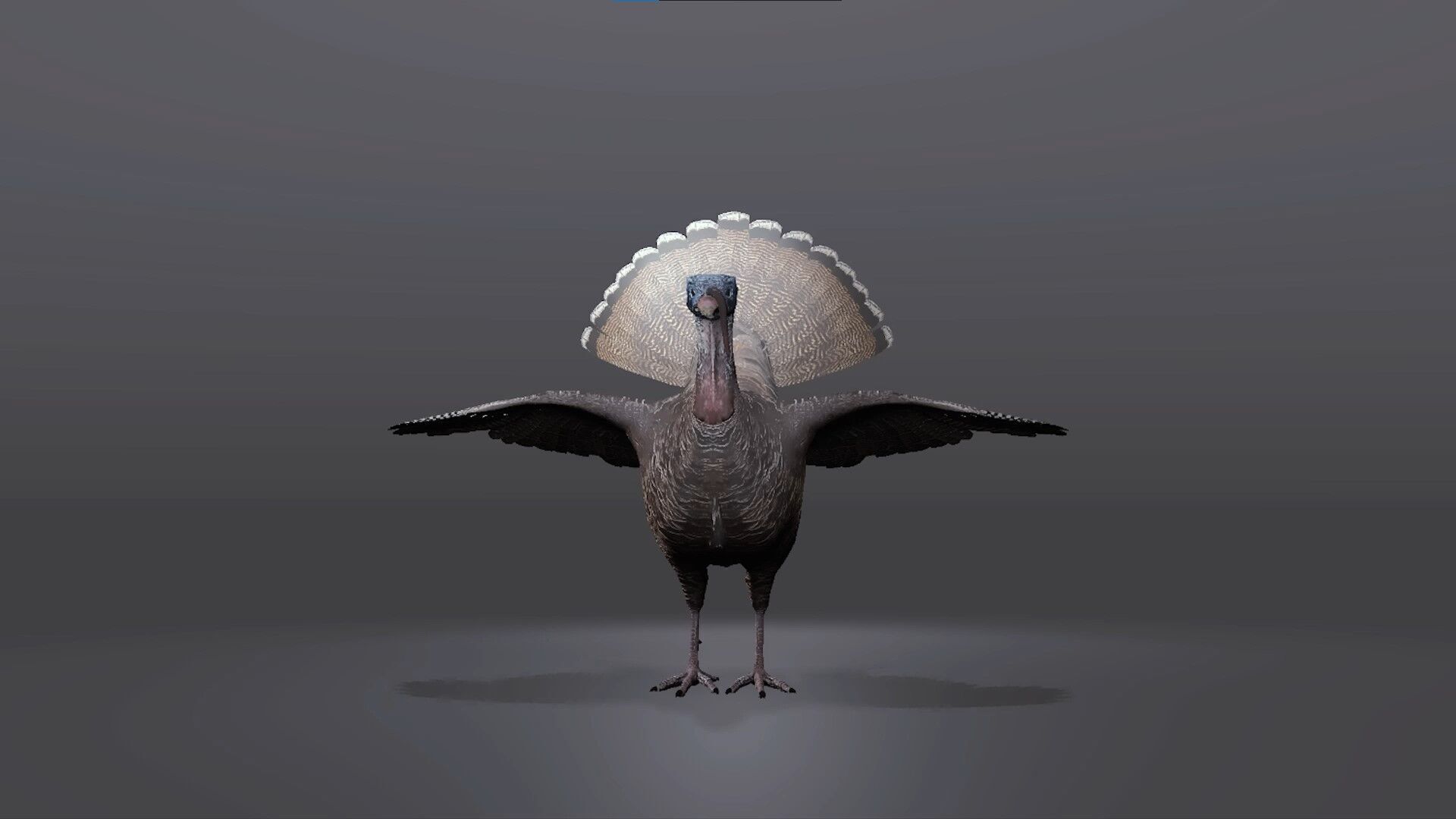 Realistic Turkey 3D Model Low-poly 3D model_2