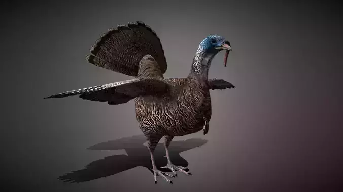 Realistic Turkey 3D Model