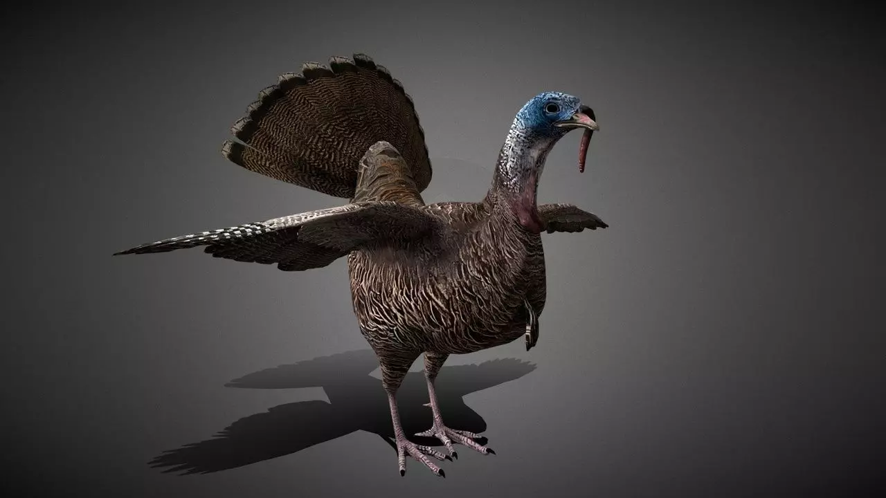 Realistic Turkey 3D Model Low-poly 3D model_0