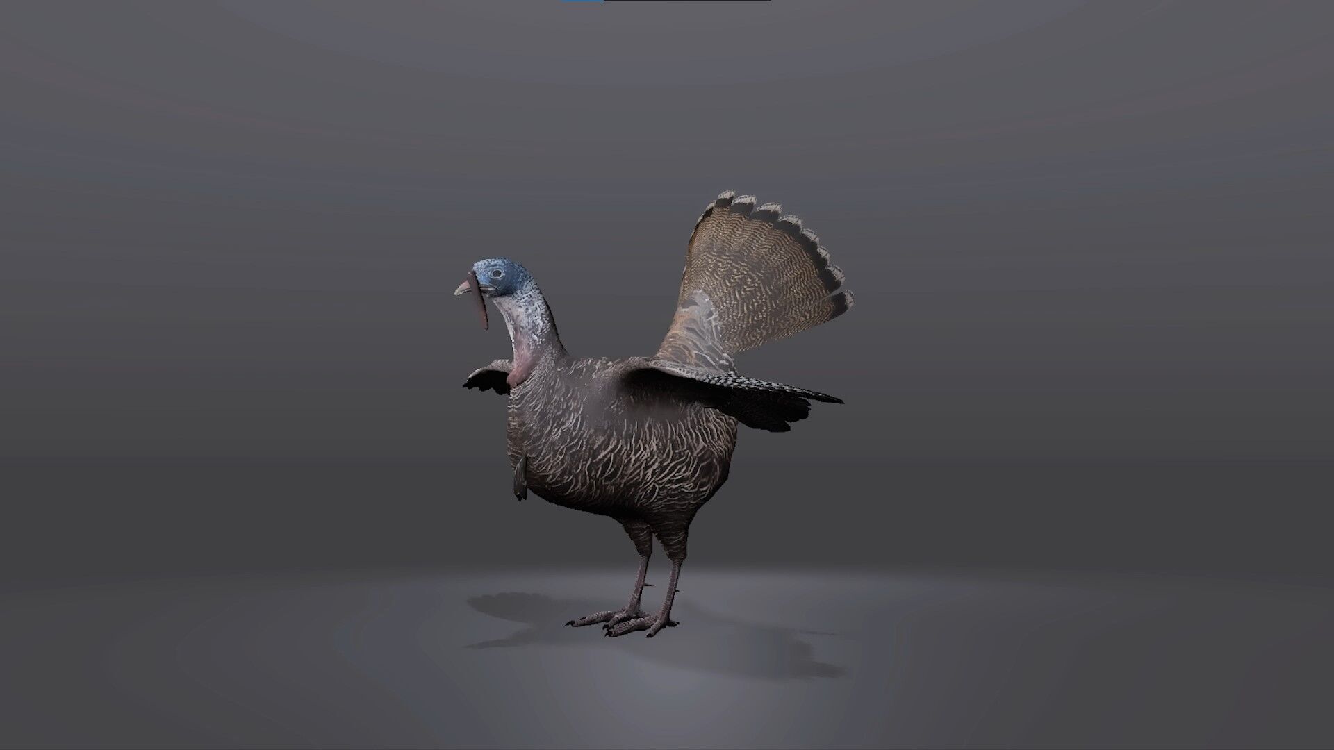 Realistic Turkey 3D Model Low-poly 3D model_3