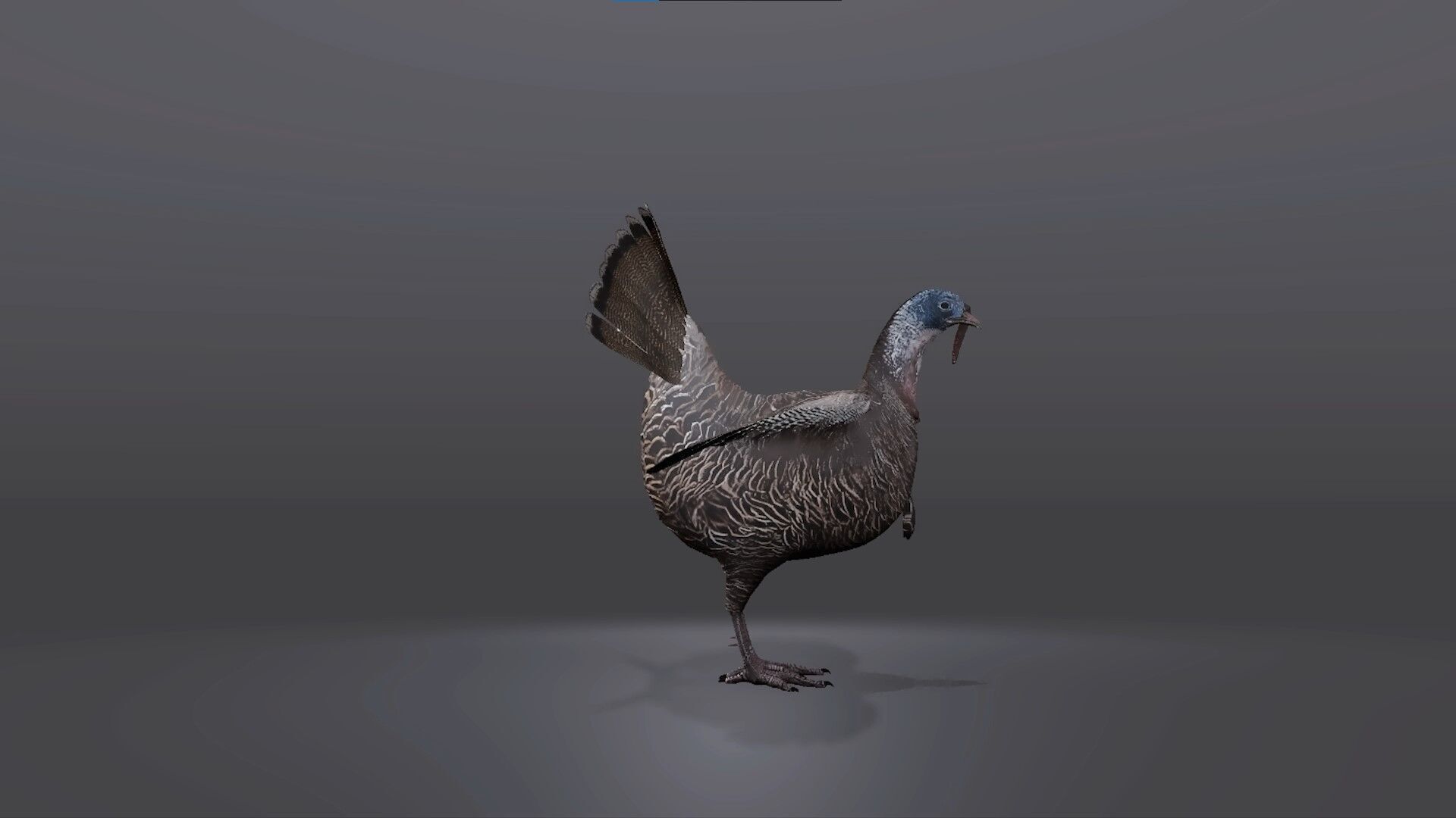Realistic Turkey 3D Model Low-poly 3D model_5