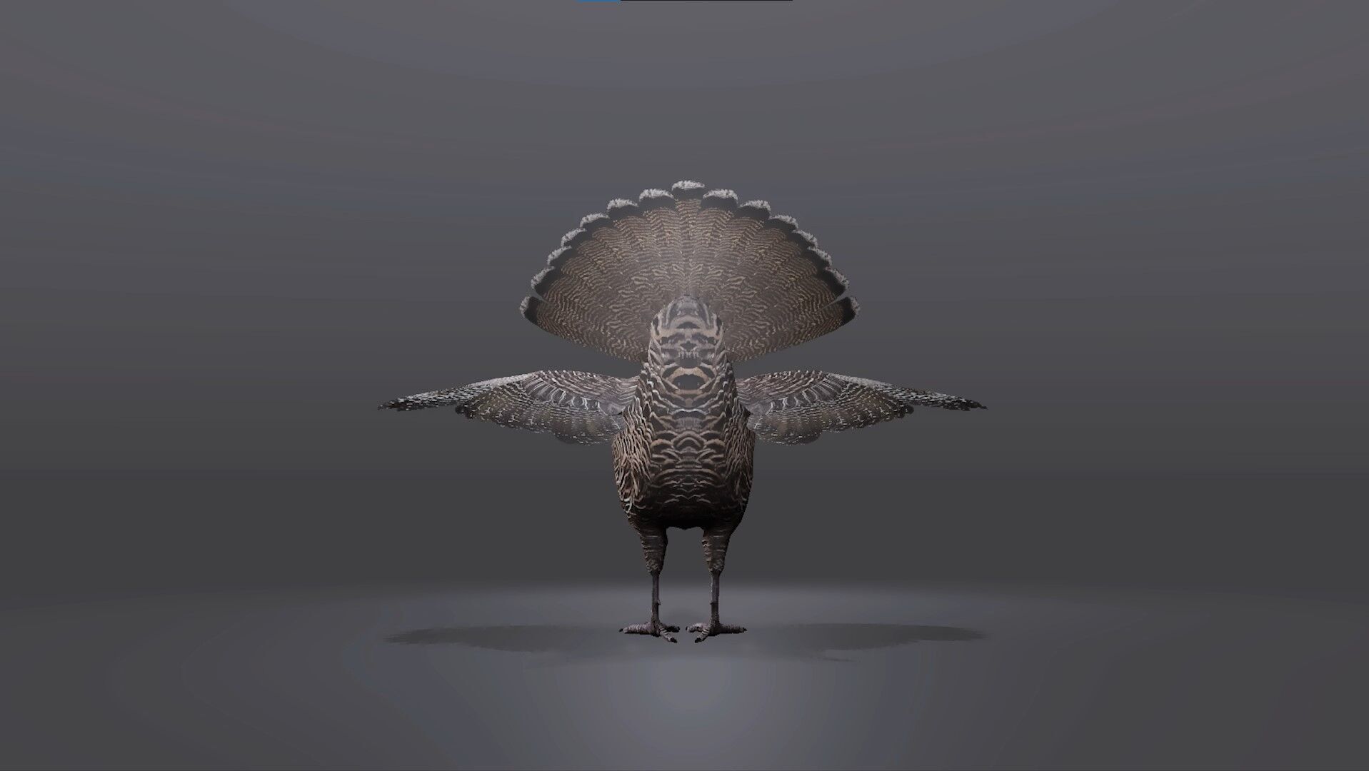 Realistic Turkey 3D Model Low-poly 3D model_4
