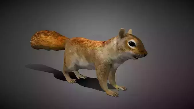 Realistic Squirrel 3D Model