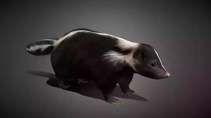 Realistic Skunk 3D Model Low-poly 3D model