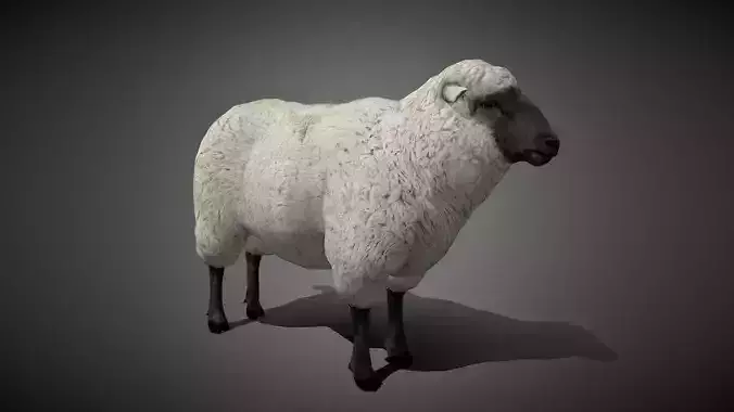 Realistic Sheep 3D Model