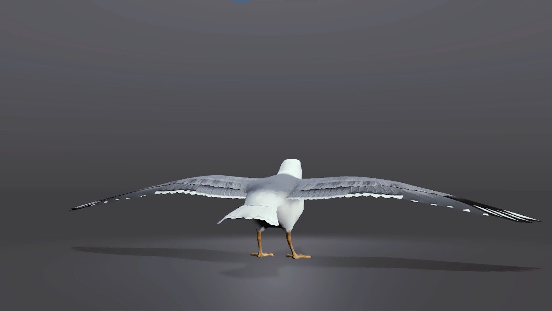 Realistic Seagull 3D Model Low-poly 3D model_4
