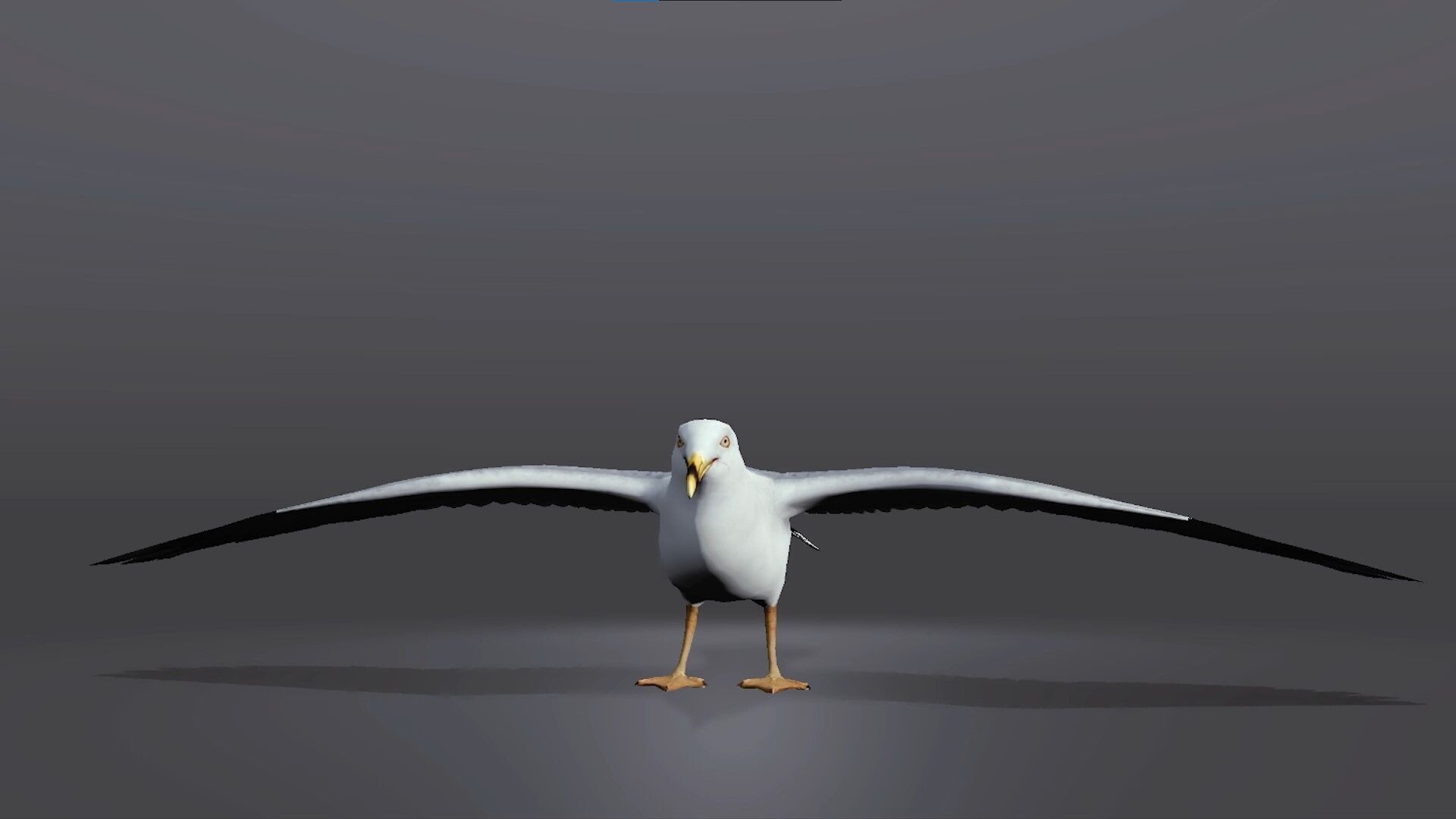 Realistic Seagull 3D Model Low-poly 3D model_2