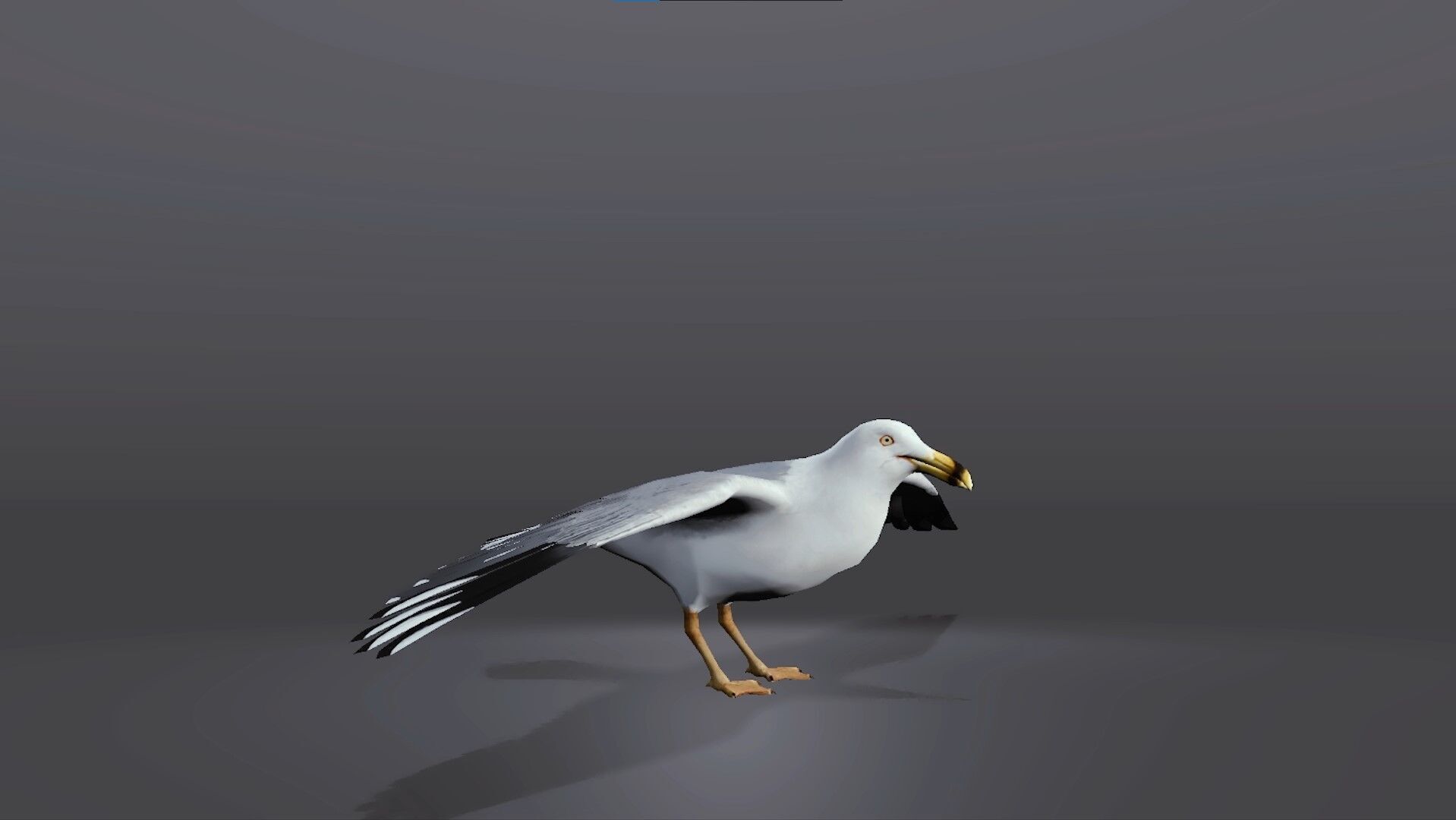 Realistic Seagull 3D Model Low-poly 3D model_5
