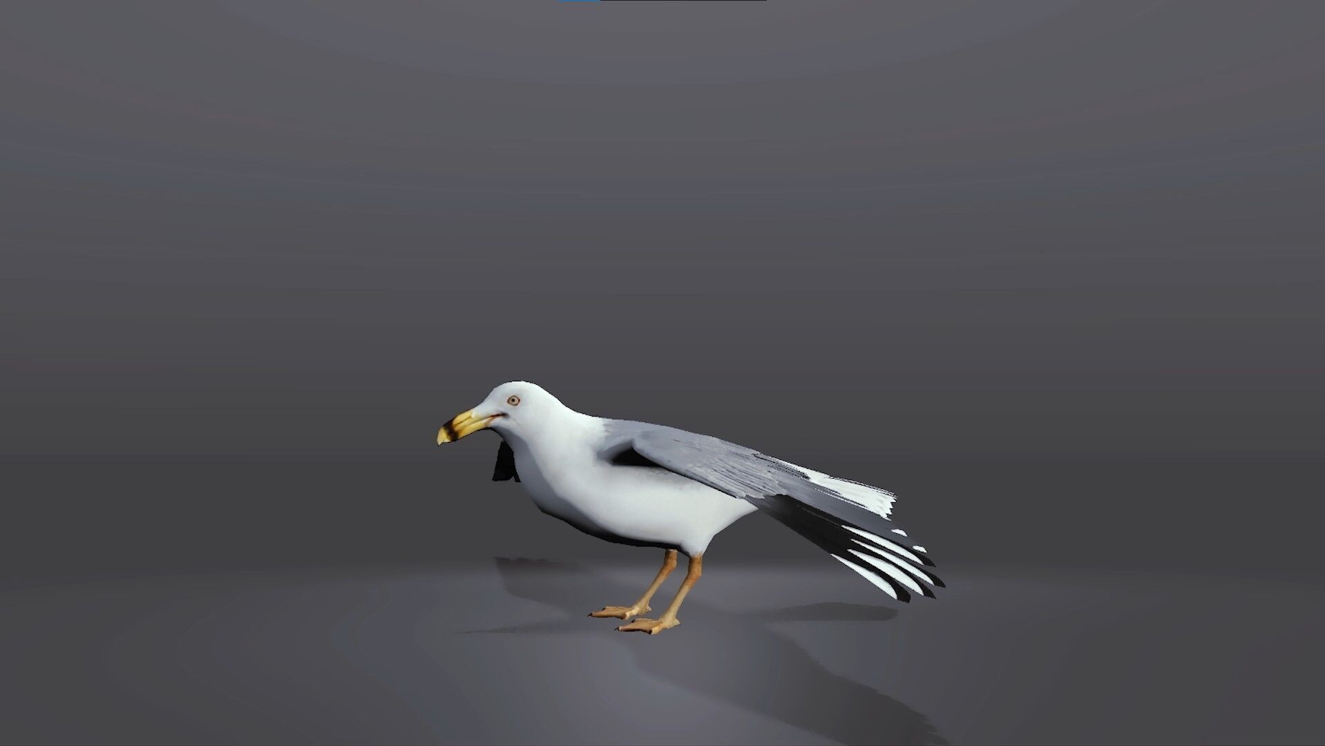 Realistic Seagull 3D Model Low-poly 3D model_3