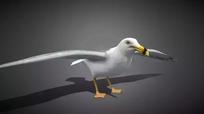 Realistic Seagull 3D Model Low-poly 3D model