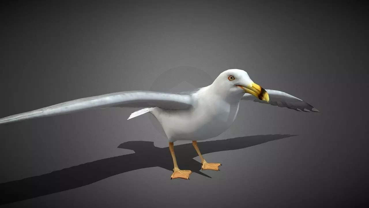 Realistic Seagull 3D Model Low-poly 3D model_0