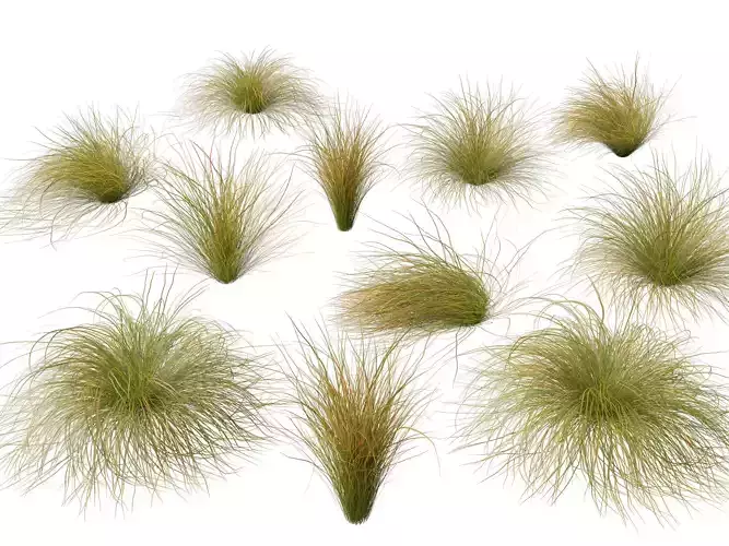 Highpoly LowPoly - Carex dipsacea - teasel sedge