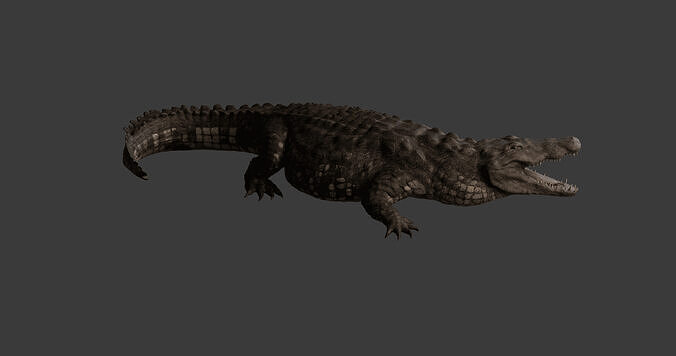 Realistic Crocodile - Alligator 3D model
