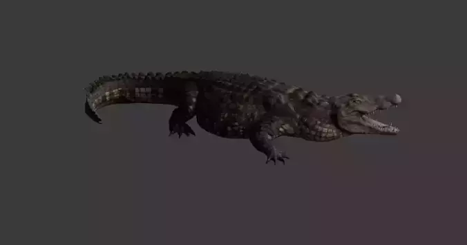 Realistic Crocodile - Alligator