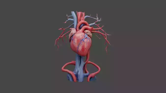 human heart anatomy