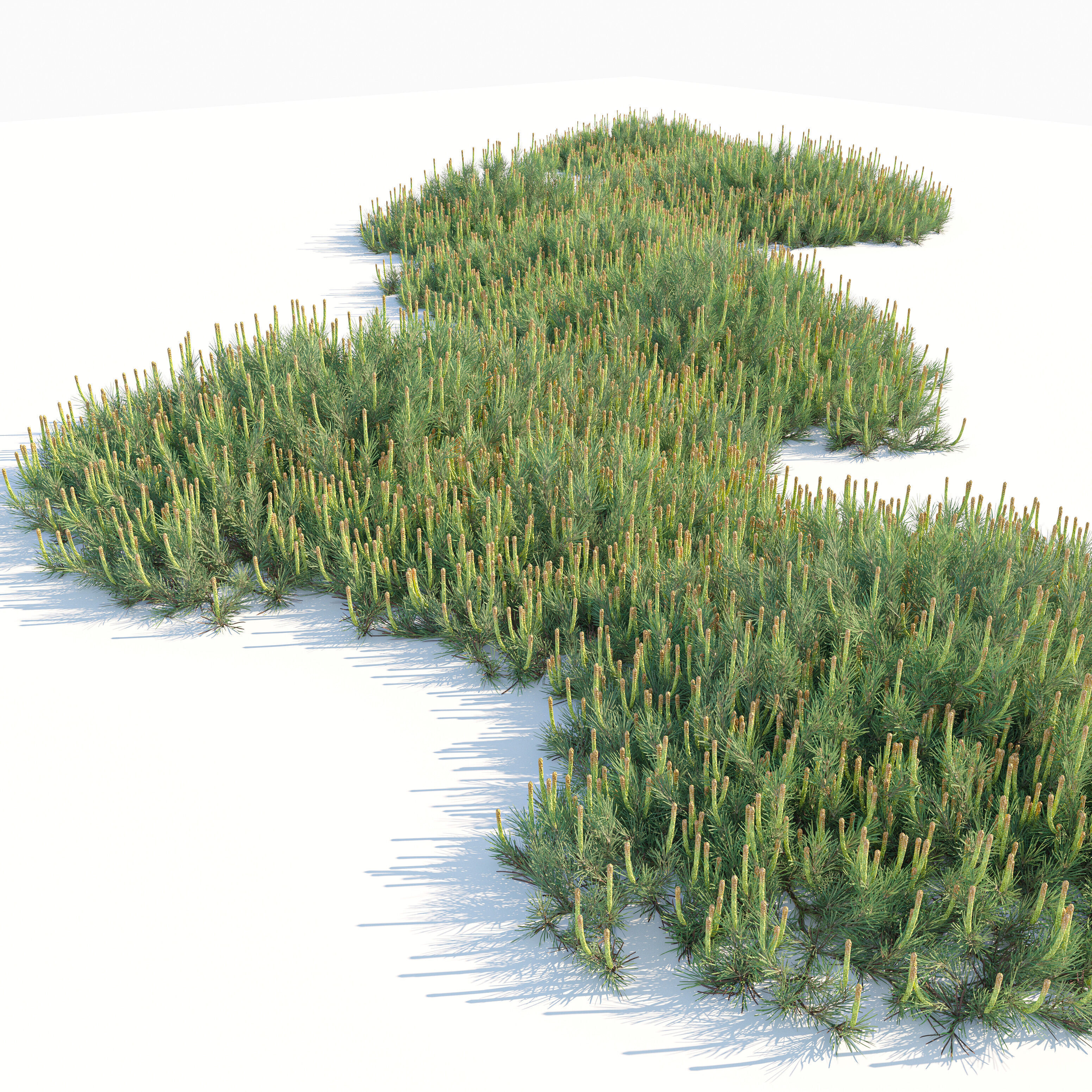 Hillside Creeper Scots Pine 3D model_1