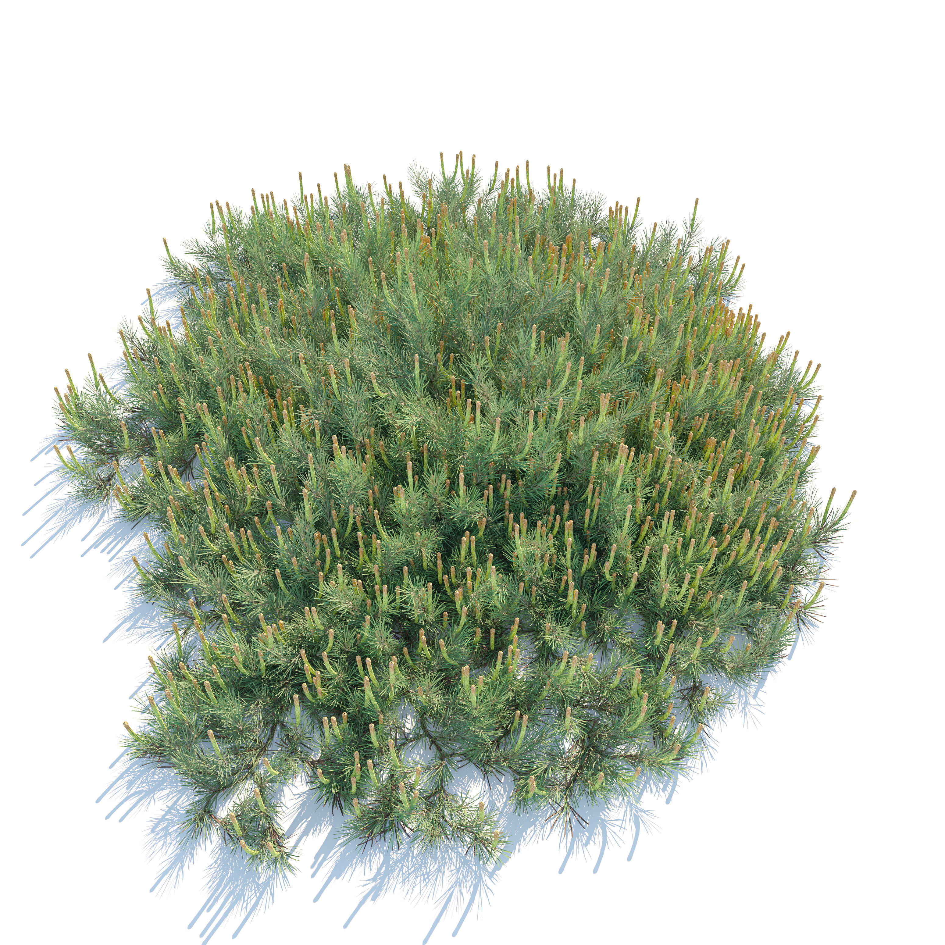 Hillside Creeper Scots Pine 3D model_3