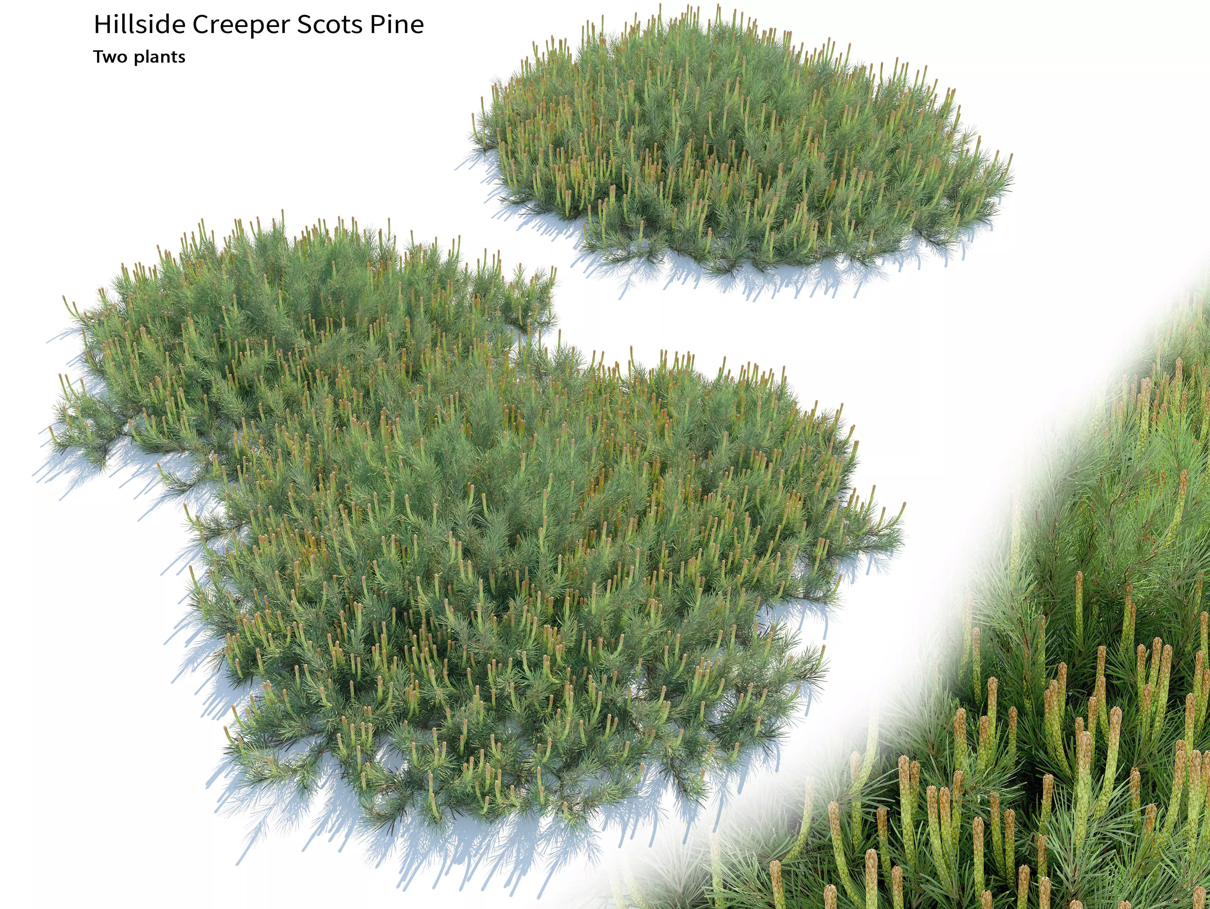 Hillside Creeper Scots Pine 3D model_0