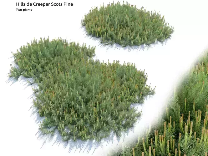 Hillside Creeper Scots Pine 3D model