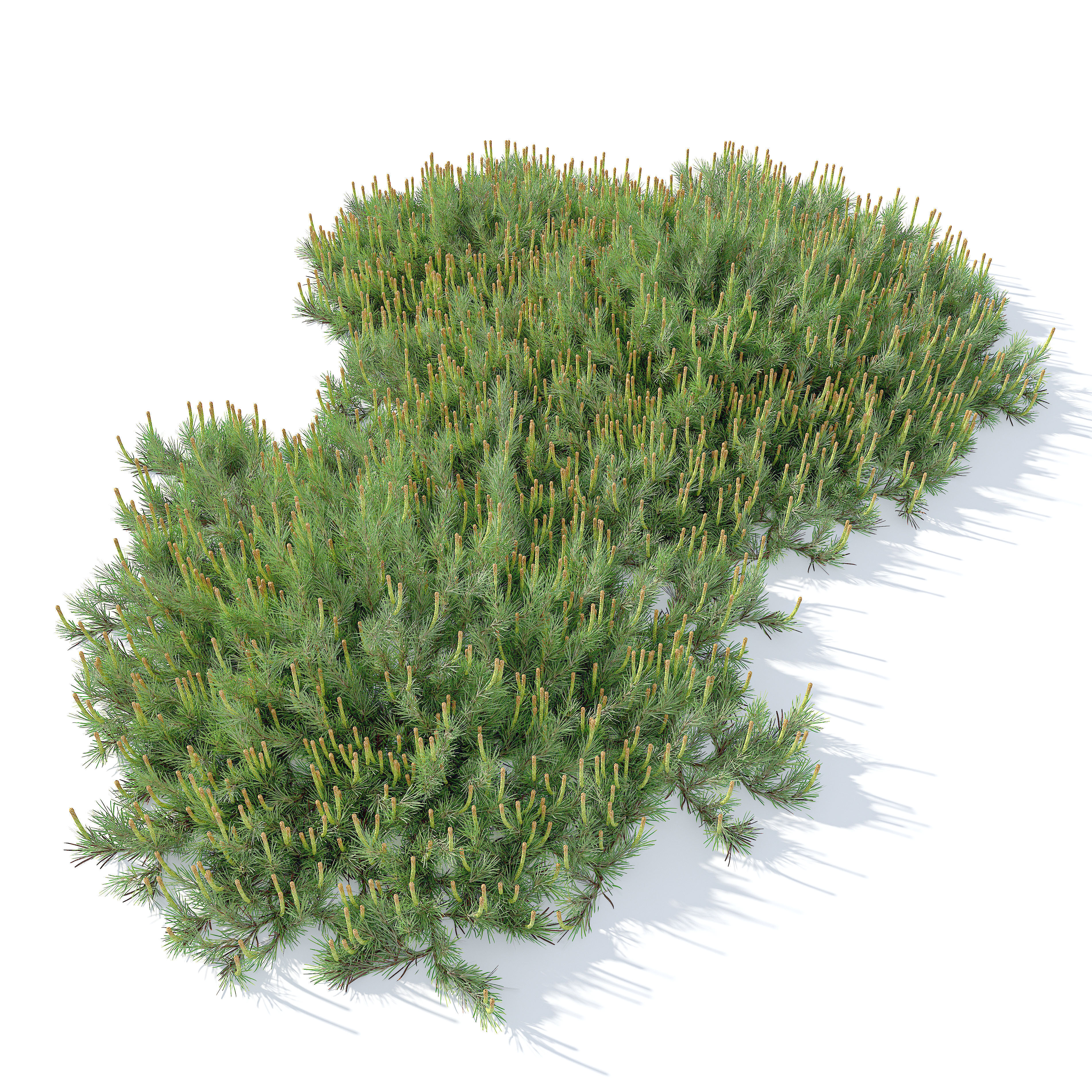 Hillside Creeper Scots Pine 3D model_2