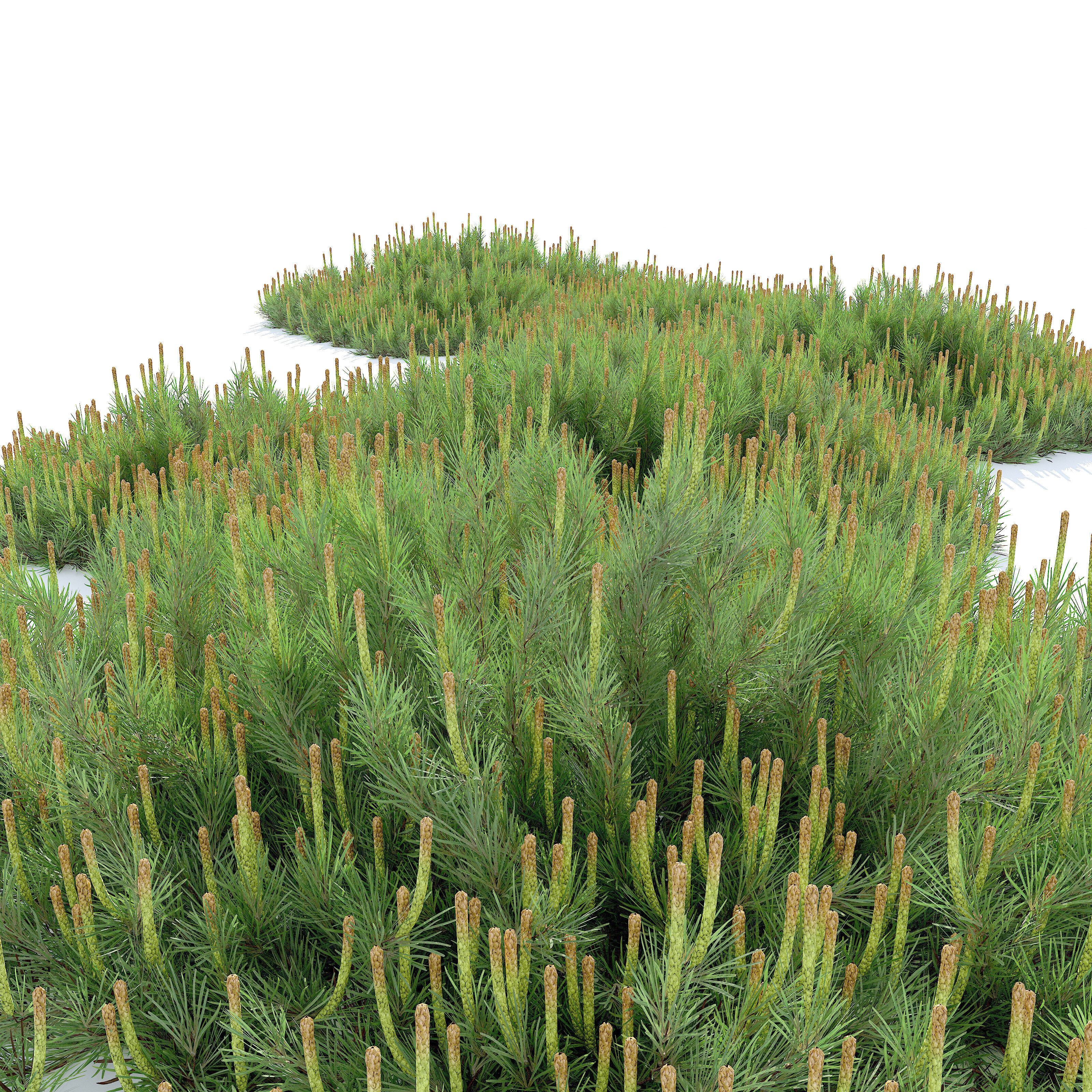 Hillside Creeper Scots Pine 3D model_4