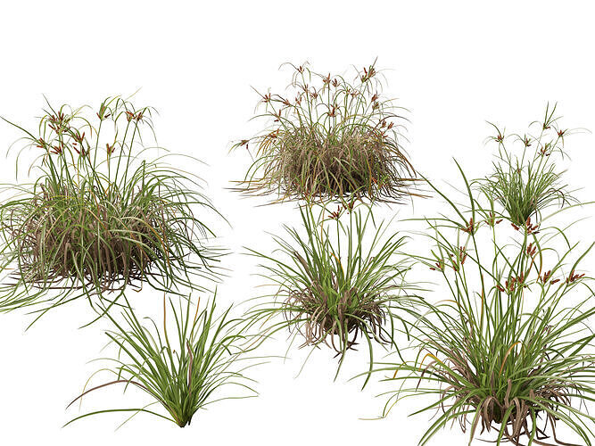 Highpoly LowPoly - Cyperus ustulatus - Giant Umbrell Low-poly 3D model