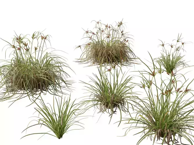 Highpoly LowPoly - Cyperus ustulatus - Giant Umbrell