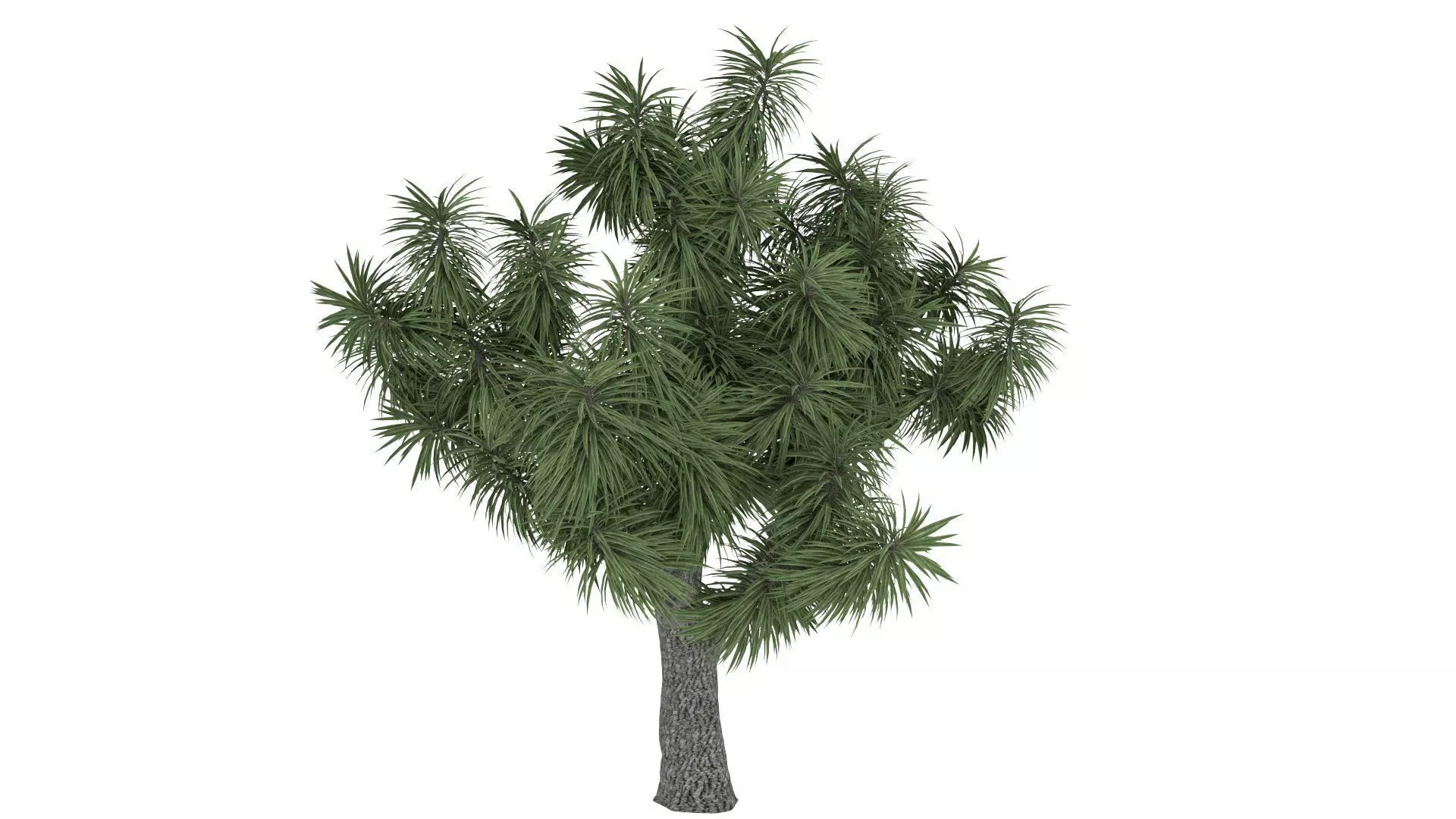 Cordyline Tree model 3D model