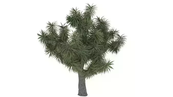 Cordyline Tree model