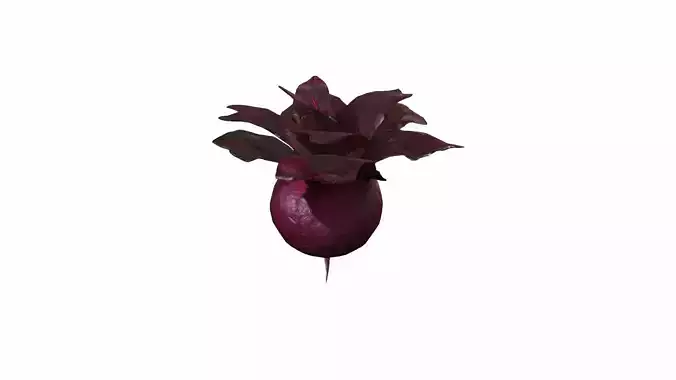 Fresh Organic Beetroot High Render