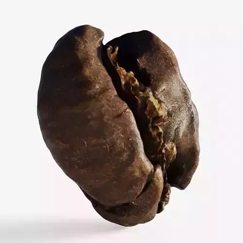 Scanned roasted coffee bean 