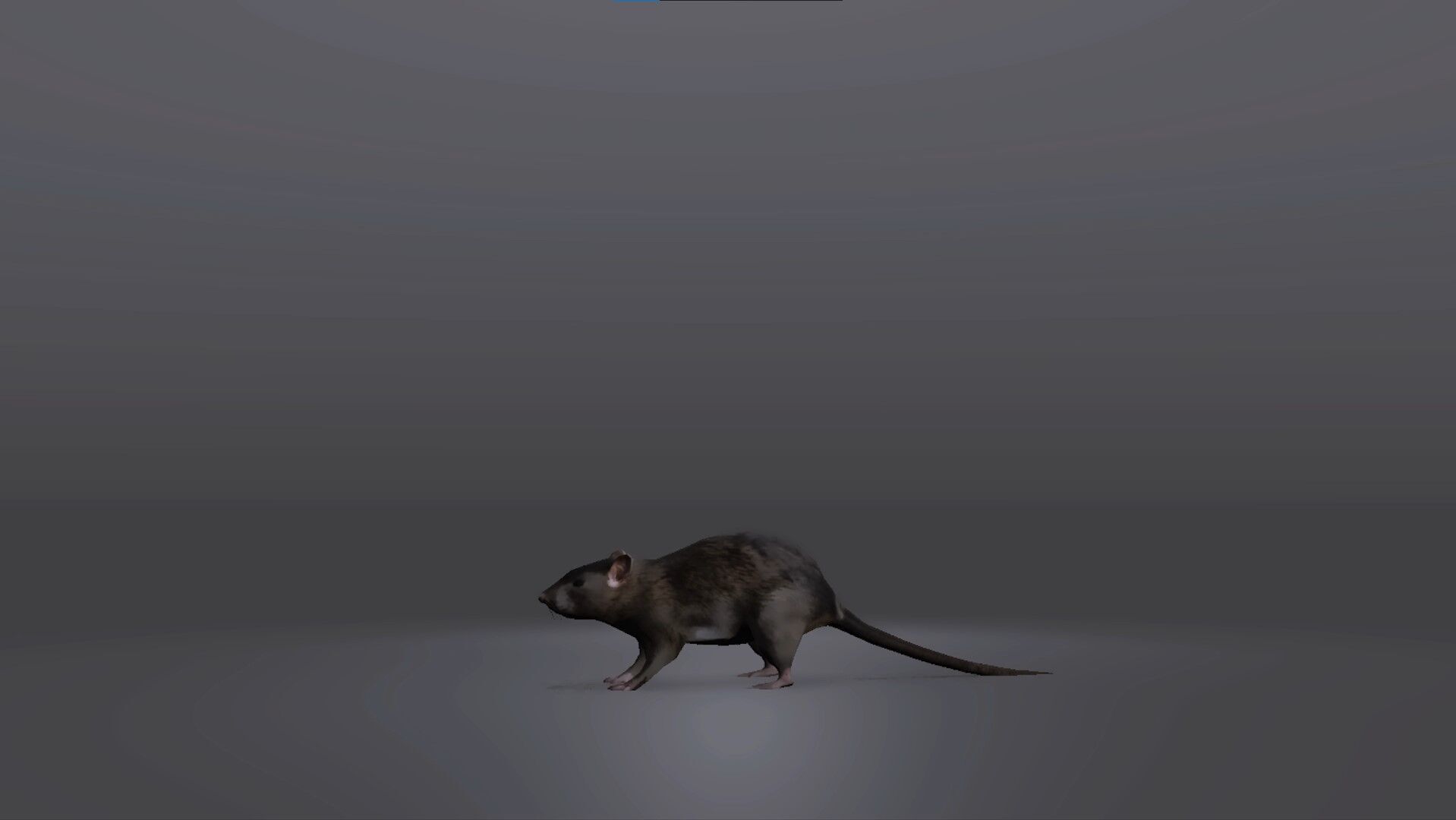 Realistic Rat 3D Model Low-poly 3D model_3