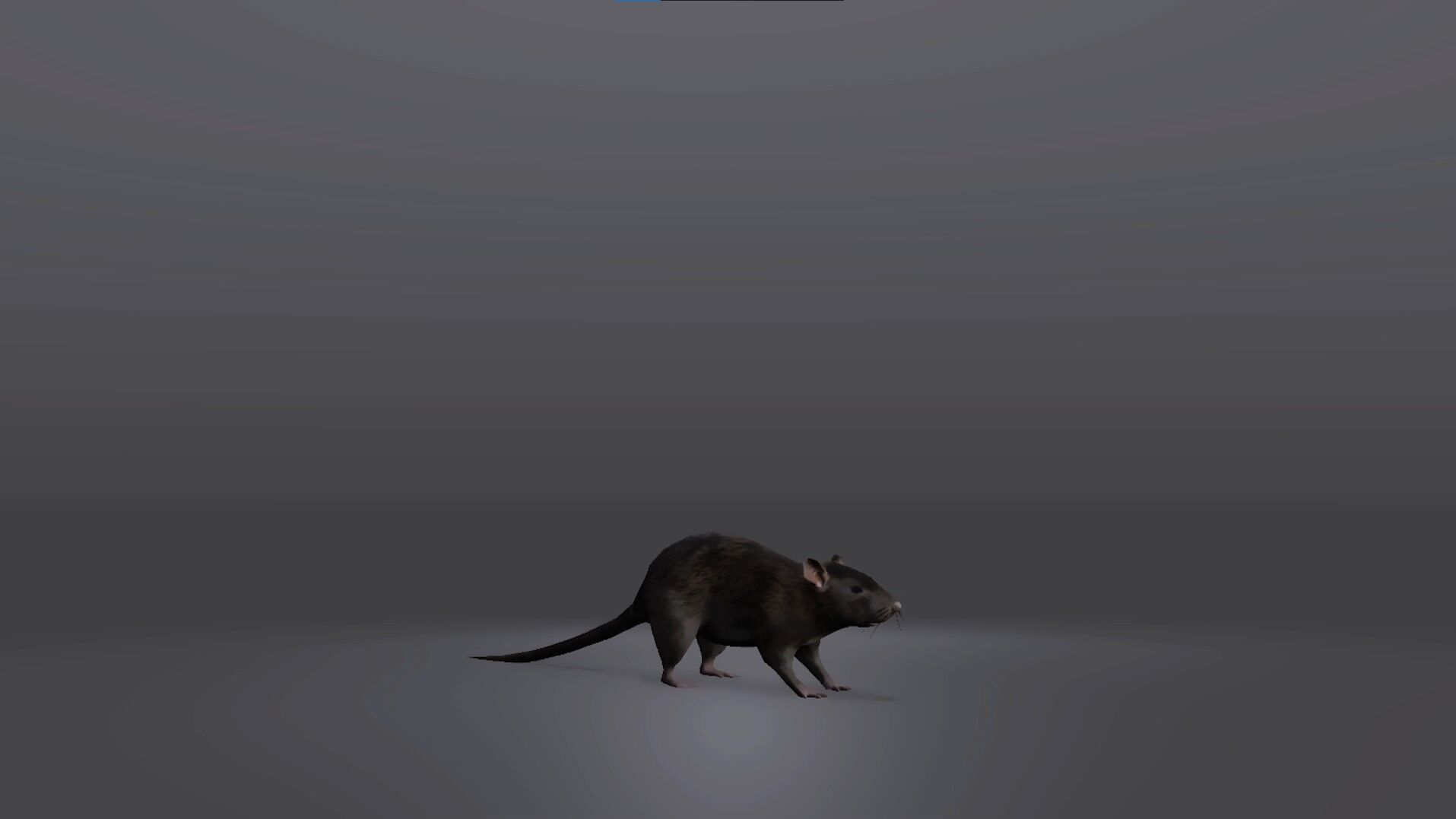 Realistic Rat 3D Model Low-poly 3D model_5