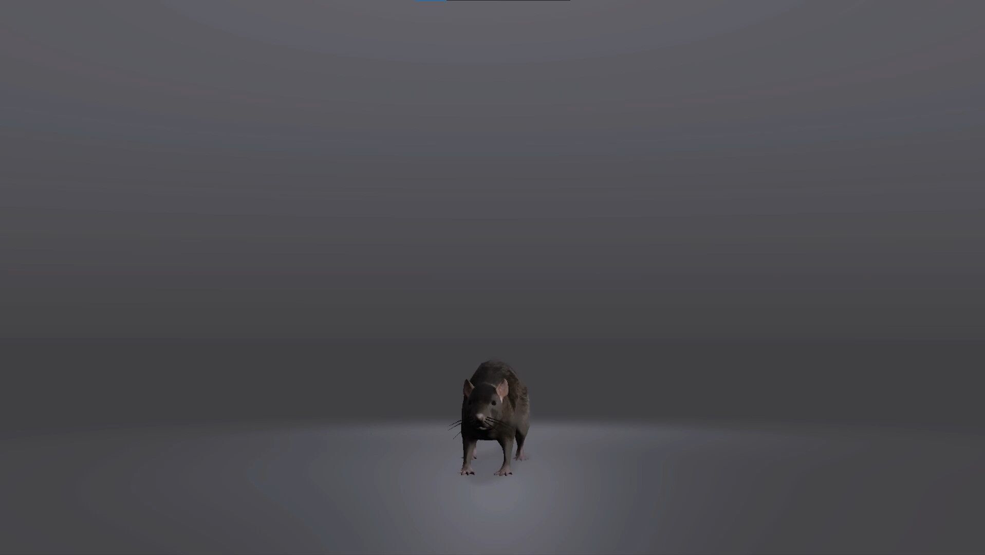 Realistic Rat 3D Model Low-poly 3D model_2