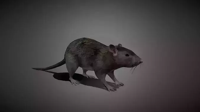 Realistic Rat 3D Model Low-poly 3D model