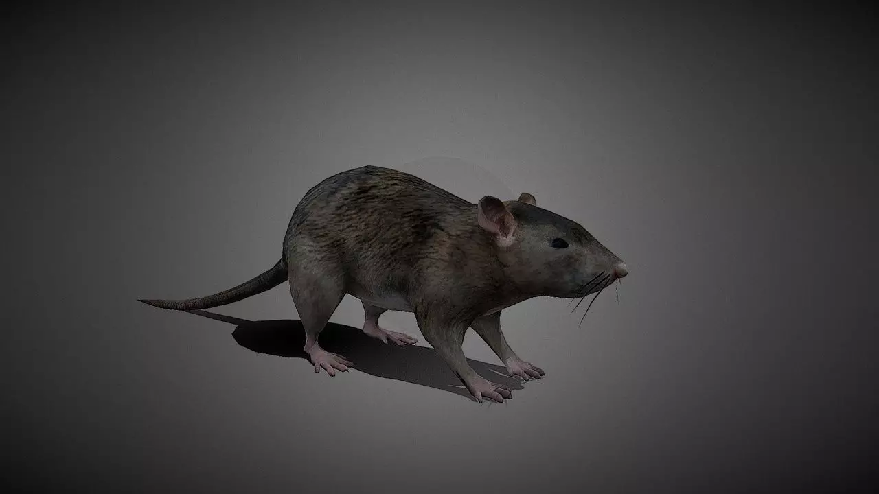 Realistic Rat 3D Model Low-poly 3D model_0