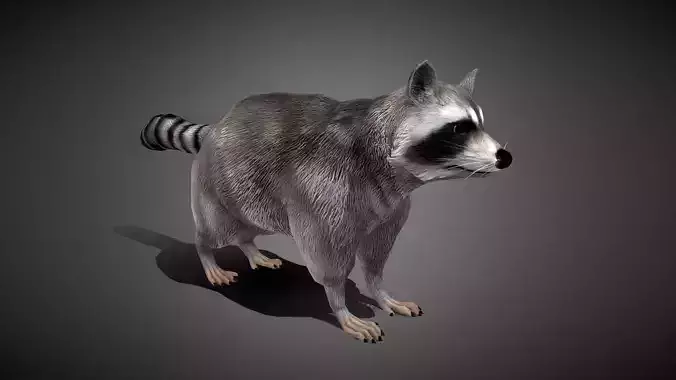 Realistic Raccoon 3D Model