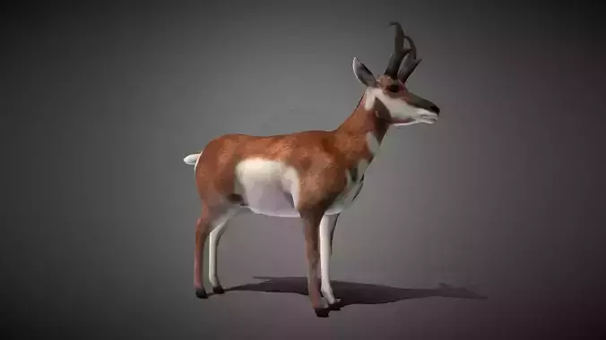 Realistic Pronghorn 3D Model
