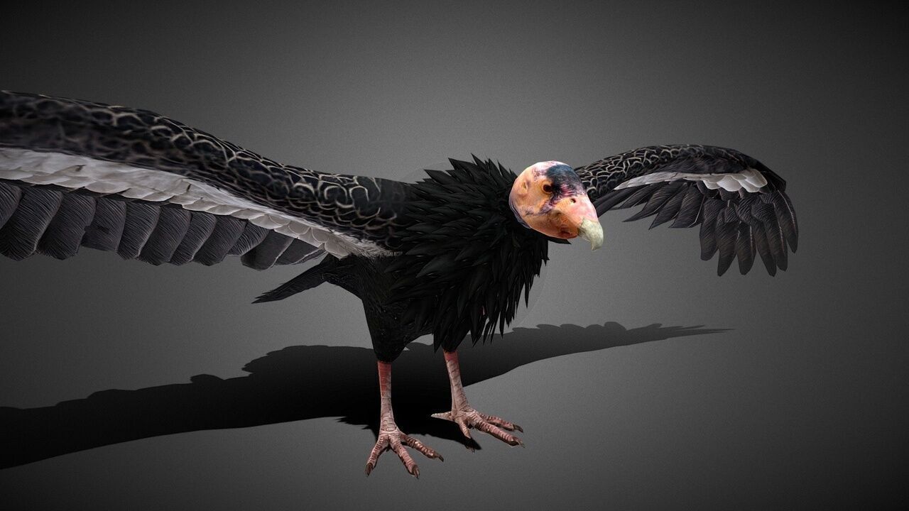 50 Realistic Animals FULL PACK Low-poly 3D model_59