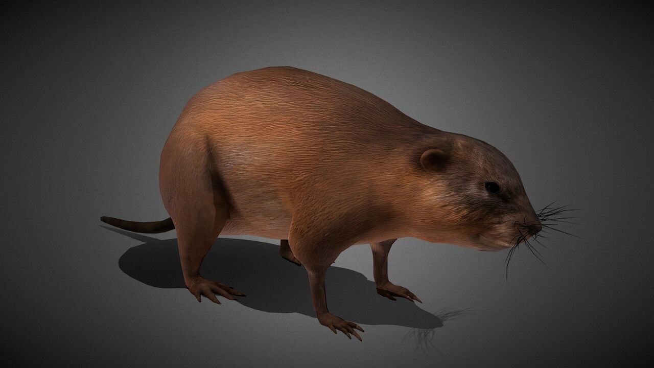 50 Realistic Animals FULL PACK Low-poly 3D model_68