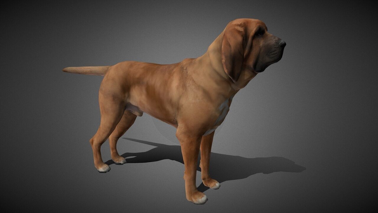 50 Realistic Animals FULL PACK Low-poly 3D model_48