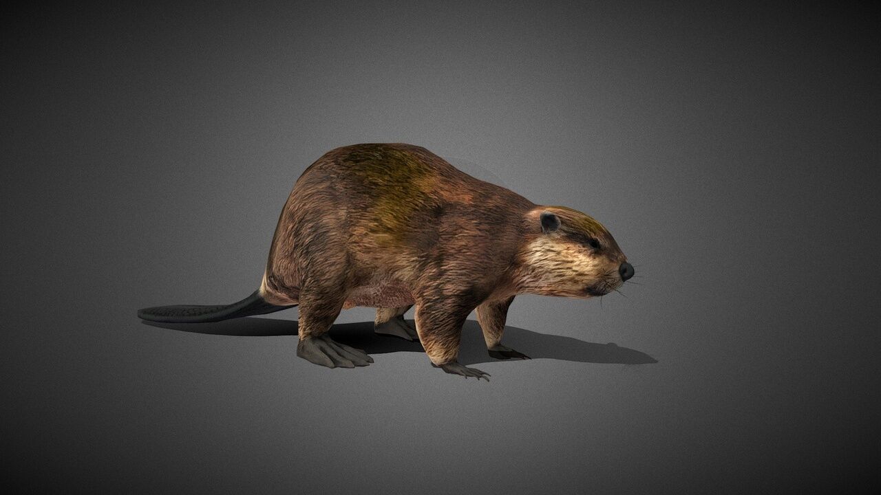 50 Realistic Animals FULL PACK Low-poly 3D model_50