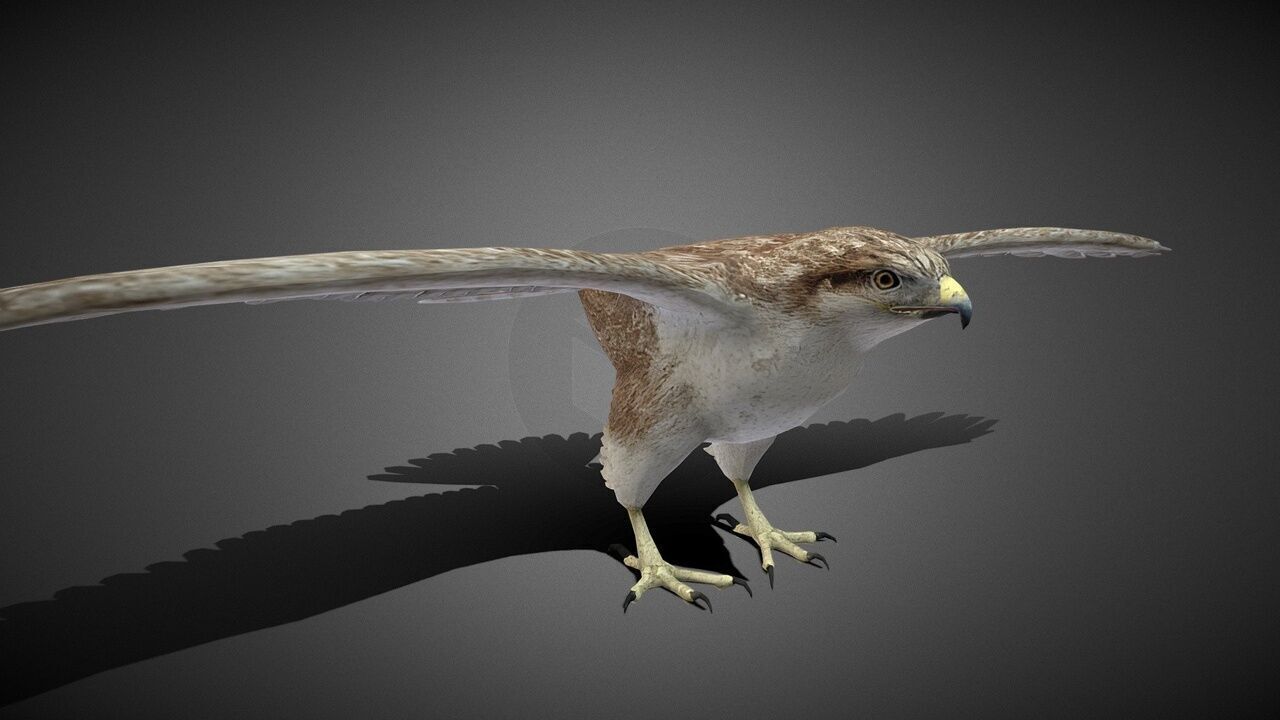 50 Realistic Animals FULL PACK Low-poly 3D model_65