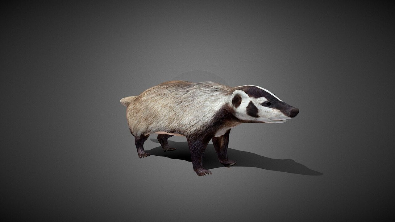 50 Realistic Animals FULL PACK Low-poly 3D model_56