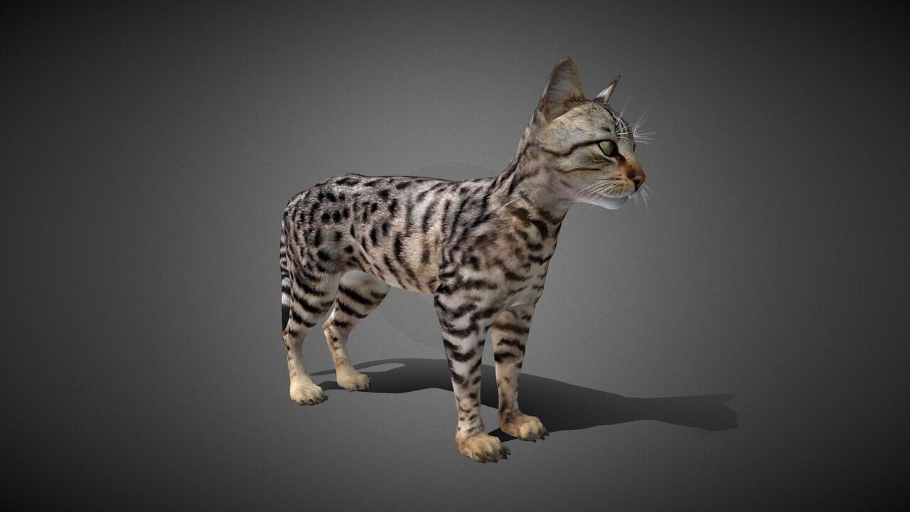 50 Realistic Animals FULL PACK Low-poly 3D model_57